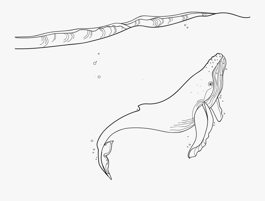 Whale - Line Art, Transparent Clipart