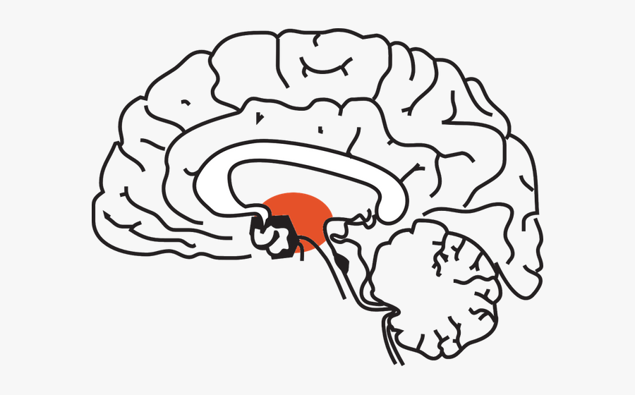 Brain Clip Art Black And White Png, Transparent Clipart