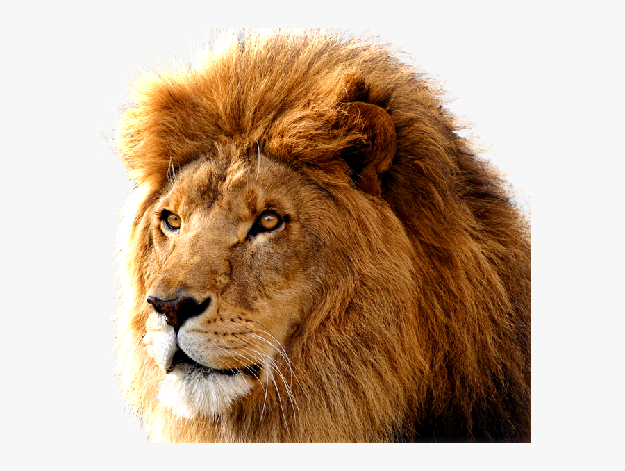 Lion Png Image, Free Image Download, Picture, Lions - Mac Os X Lion, Transparent Clipart