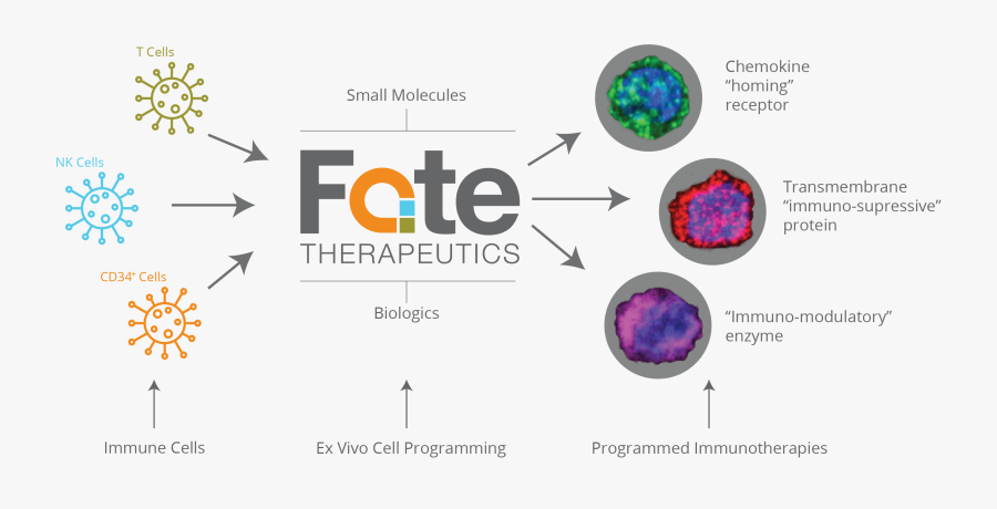 Clip Art Pictures Of Cells - Cell Fate Death, Transparent Clipart