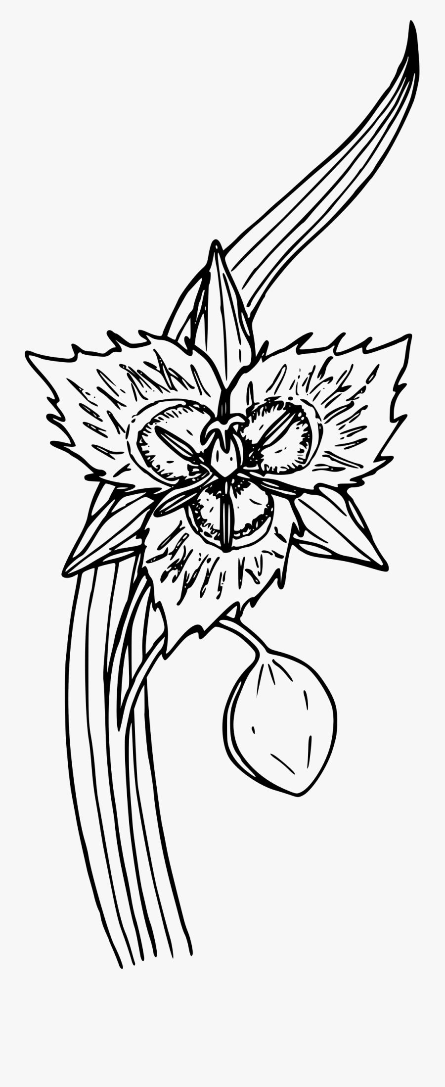 Weston"s Mariposa Lily Clip Arts - Line Art, Transparent Clipart