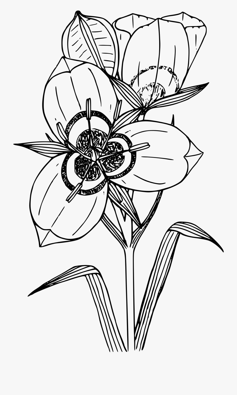 Big-podded Mariposa Lily Clip Arts - Calochortus Nuttallii Coloring Pages, Transparent Clipart