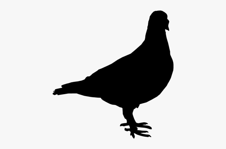 Pigeon Transparent Png Image Clipart - Buzzard, Transparent Clipart