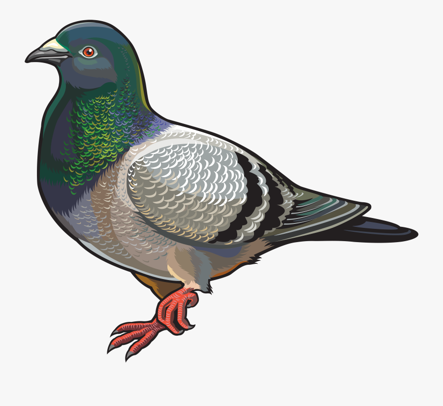Pigeon Png Clipart - Rock Pigeon Cartoon, Transparent Clipart