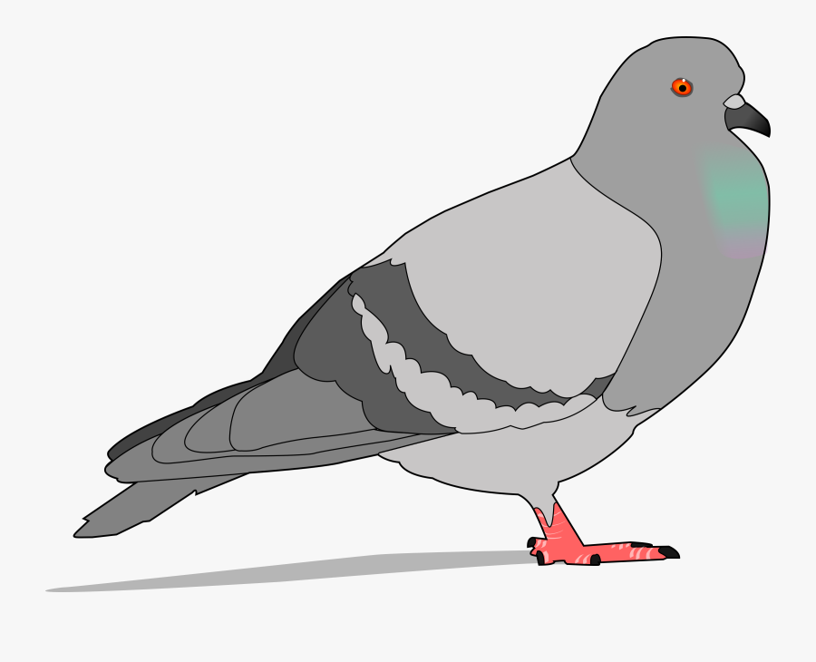 Pigeon - Pigeon Clipart, Transparent Clipart