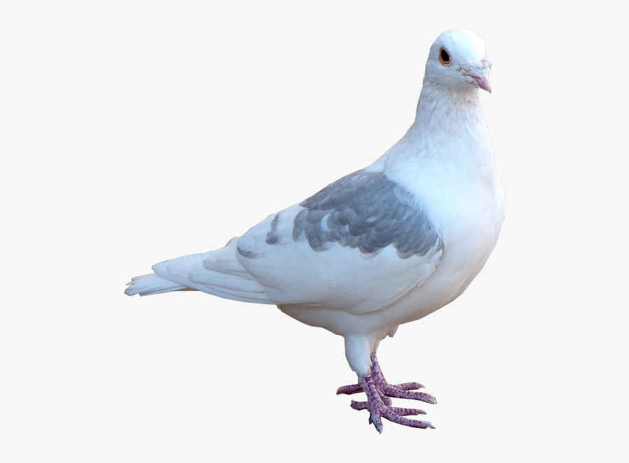 Pigeon Png Clipart - Pigeon Png Hd, Transparent Clipart