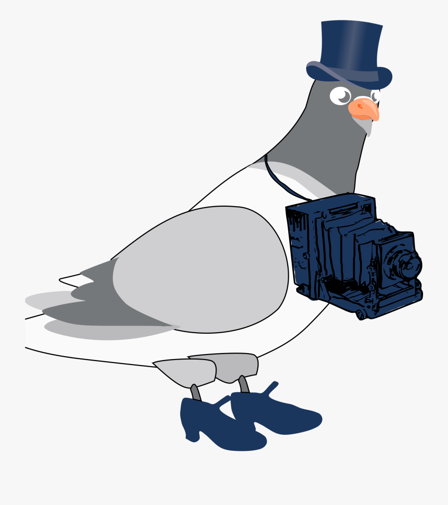 Flightless Bird,vertebrate,bird - Pouter Pigeon Blue Background, Transparent Clipart