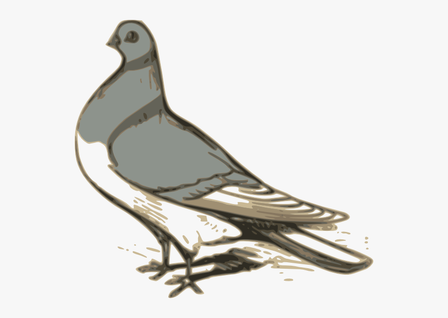 Pigeon Svg Clip Arts - Drawing Of Pigeon Png, Transparent Clipart