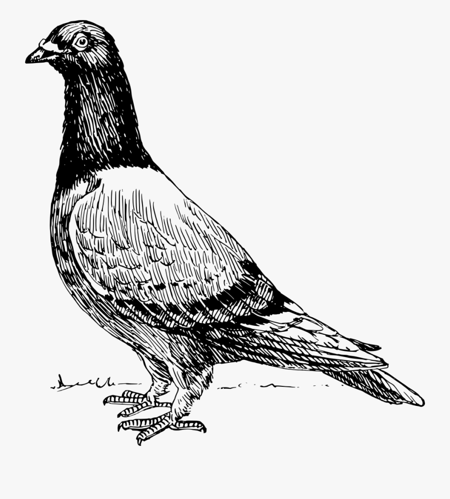 Pigeon - Neither Night Owl Or Early Bird, Transparent Clipart