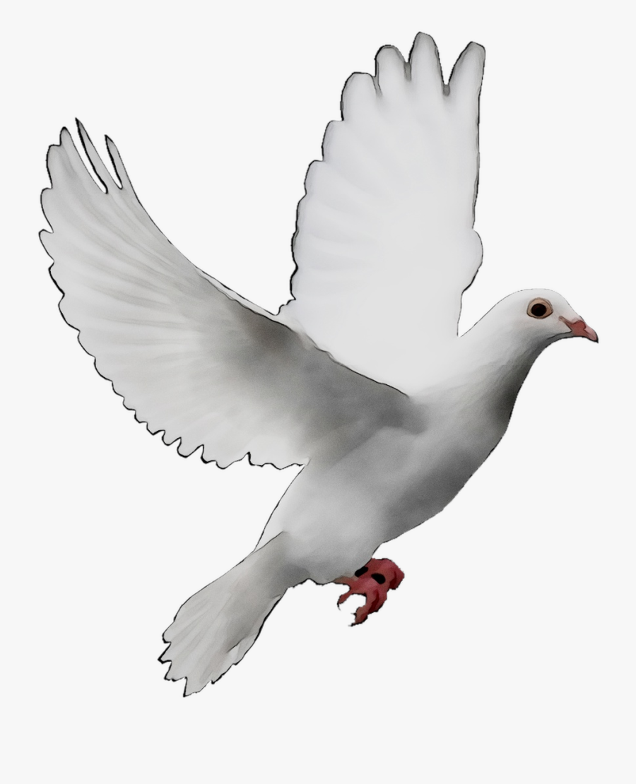 Pigeons And Doves Doves As Symbols Release Dove Peace - Transparent Background Dove Png, Transparent Clipart