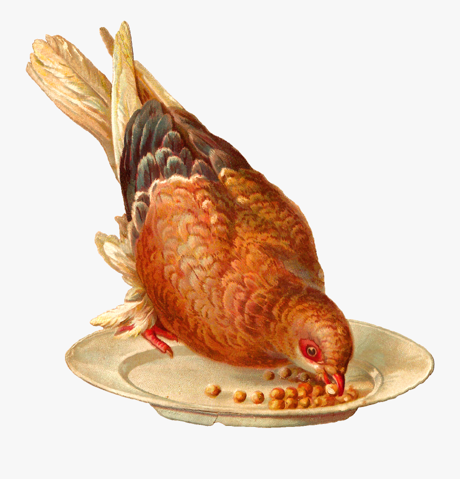 Vintage Bird, Transparent Clipart