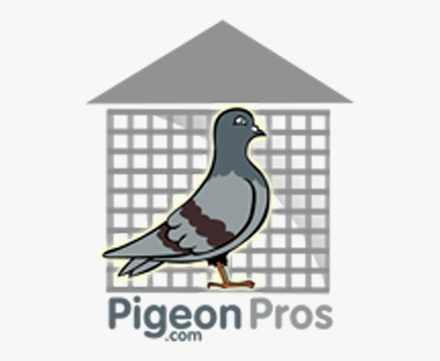 Rock Dove, Transparent Clipart