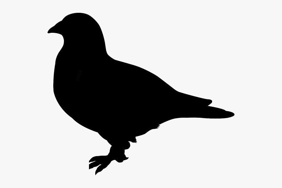 Transparent Pigeon Clipart, Pigeon Png Image - Crow, Transparent Clipart