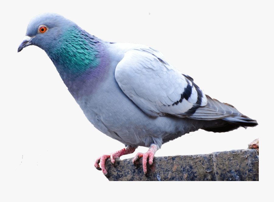 Pigeon Png, Transparent Clipart