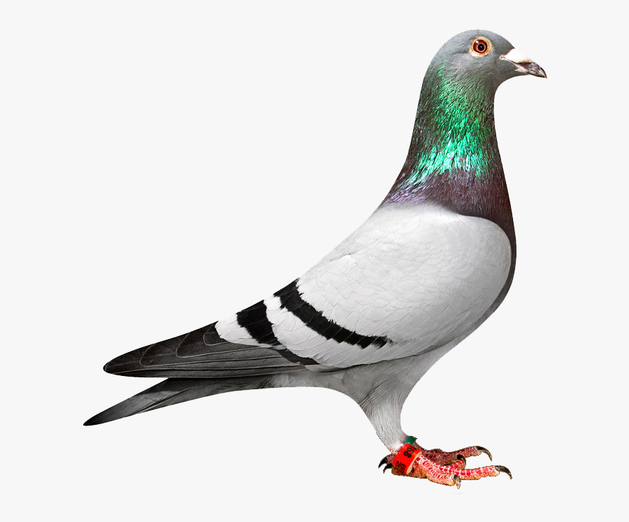 Pigeon Png Transparent Png , Png Download - Pigeon Png, Transparent Clipart