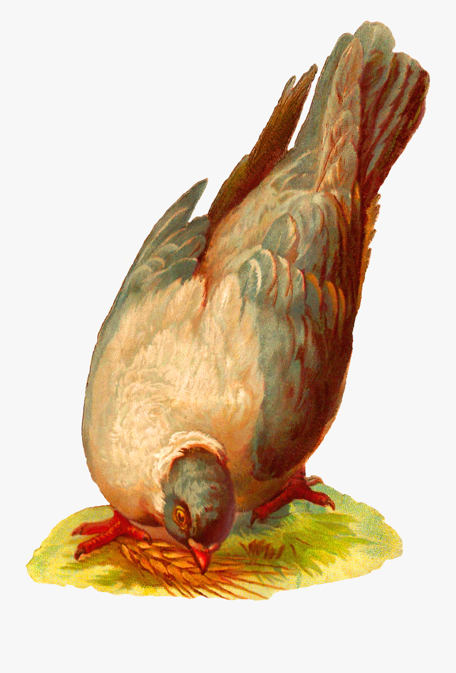 Pigeons And Doves, Transparent Clipart