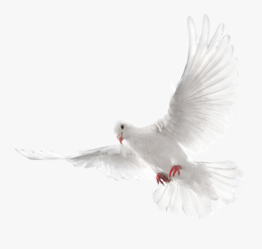 Now You Can Download Pigeon Png Clipart - Eid Mubarak Editing Background, Transparent Clipart