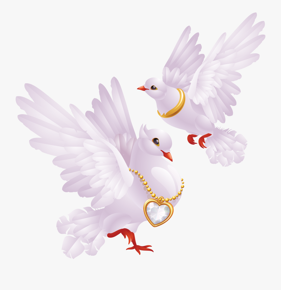 Now You Can Download Pigeon Png In High Resolution - Love Wednesday Images Good Morning, Transparent Clipart
