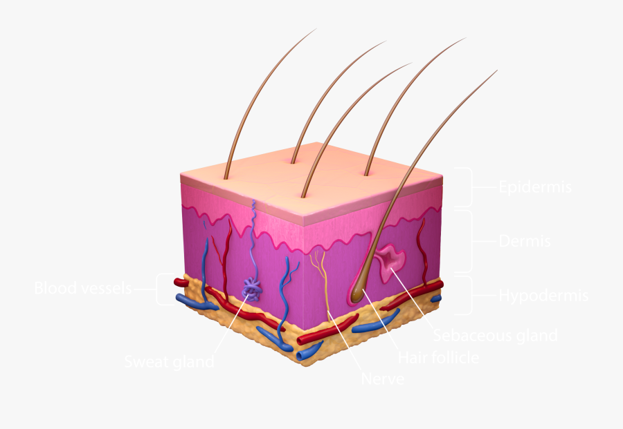 Skincube - Illustration, Transparent Clipart
