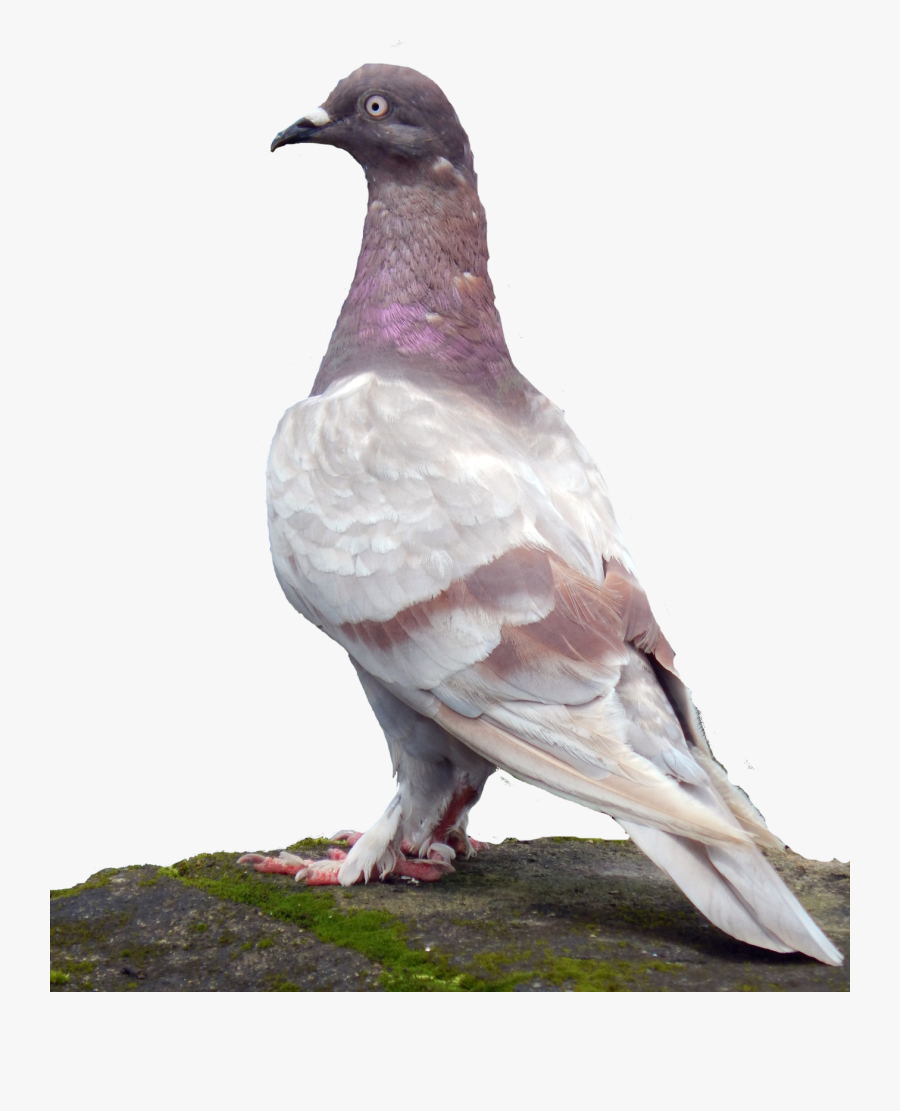 Rock Dove Stock Dove Columbidae Common Wood Pigeon - Paruh Merpati Yg Bagus, Transparent Clipart