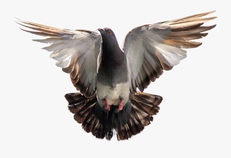 Pigeon Png, Transparent Clipart