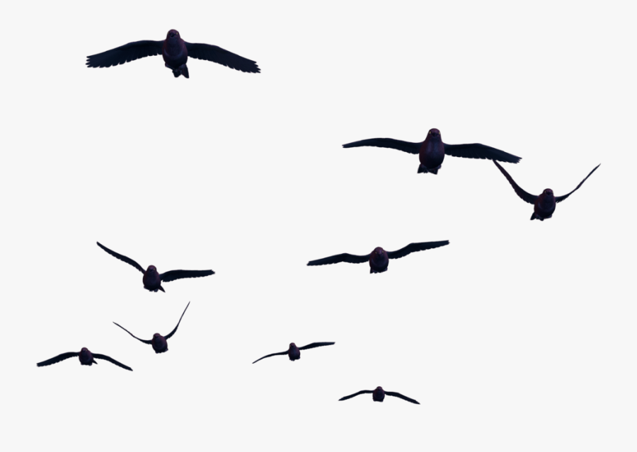 Thumb Image - Birds Png For Photoshop, Transparent Clipart