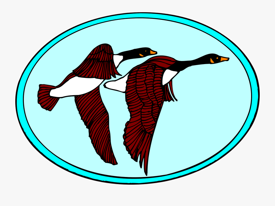 Migratory Birds Bird Vector, Transparent Clipart