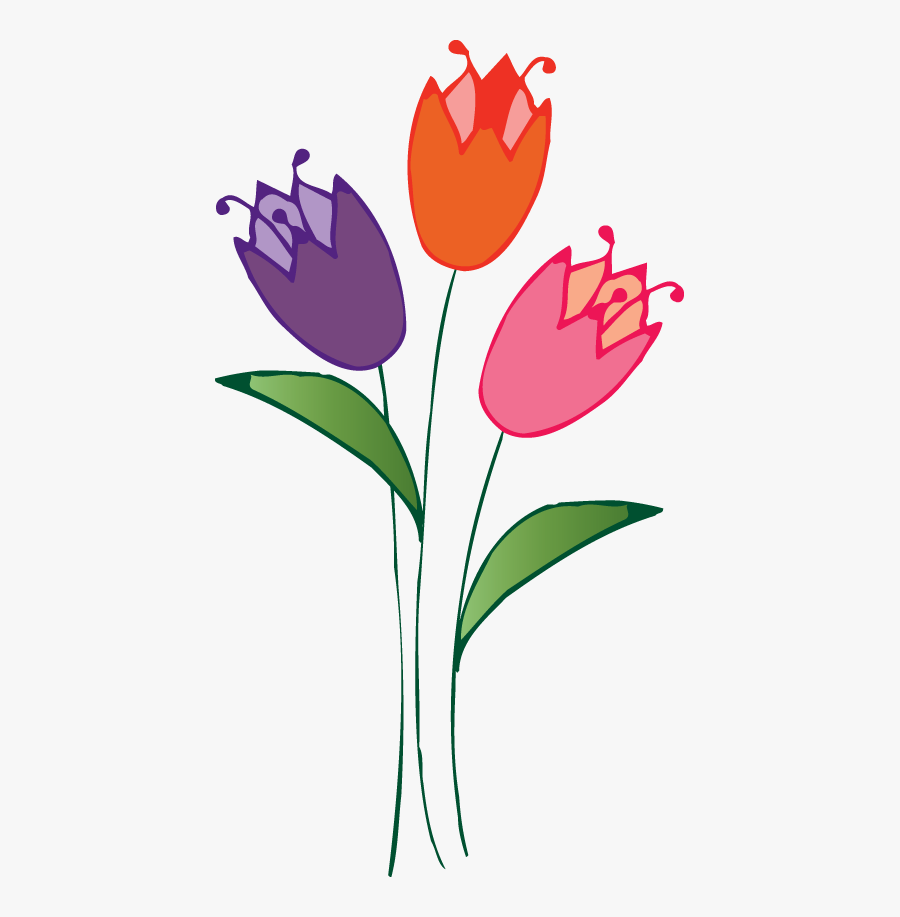 Tulipa Humilis, Transparent Clipart