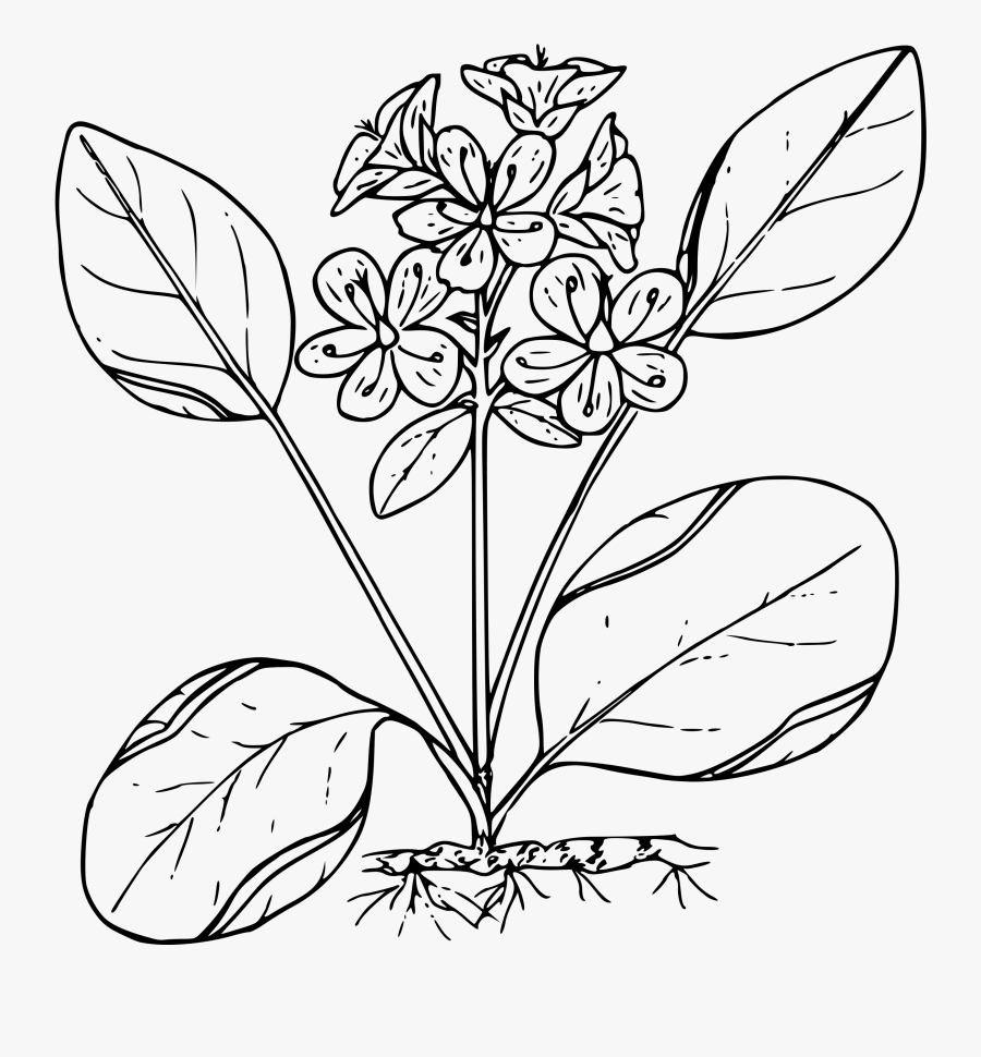 Sierran Spring Beauty Clip Arts - Western Spring Beauty Clipart, Transparent Clipart