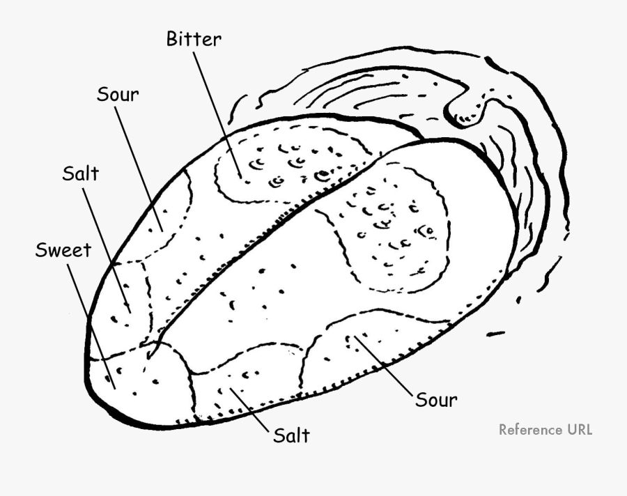 Hearing - Black White Tongue Taste Areas, Transparent Clipart