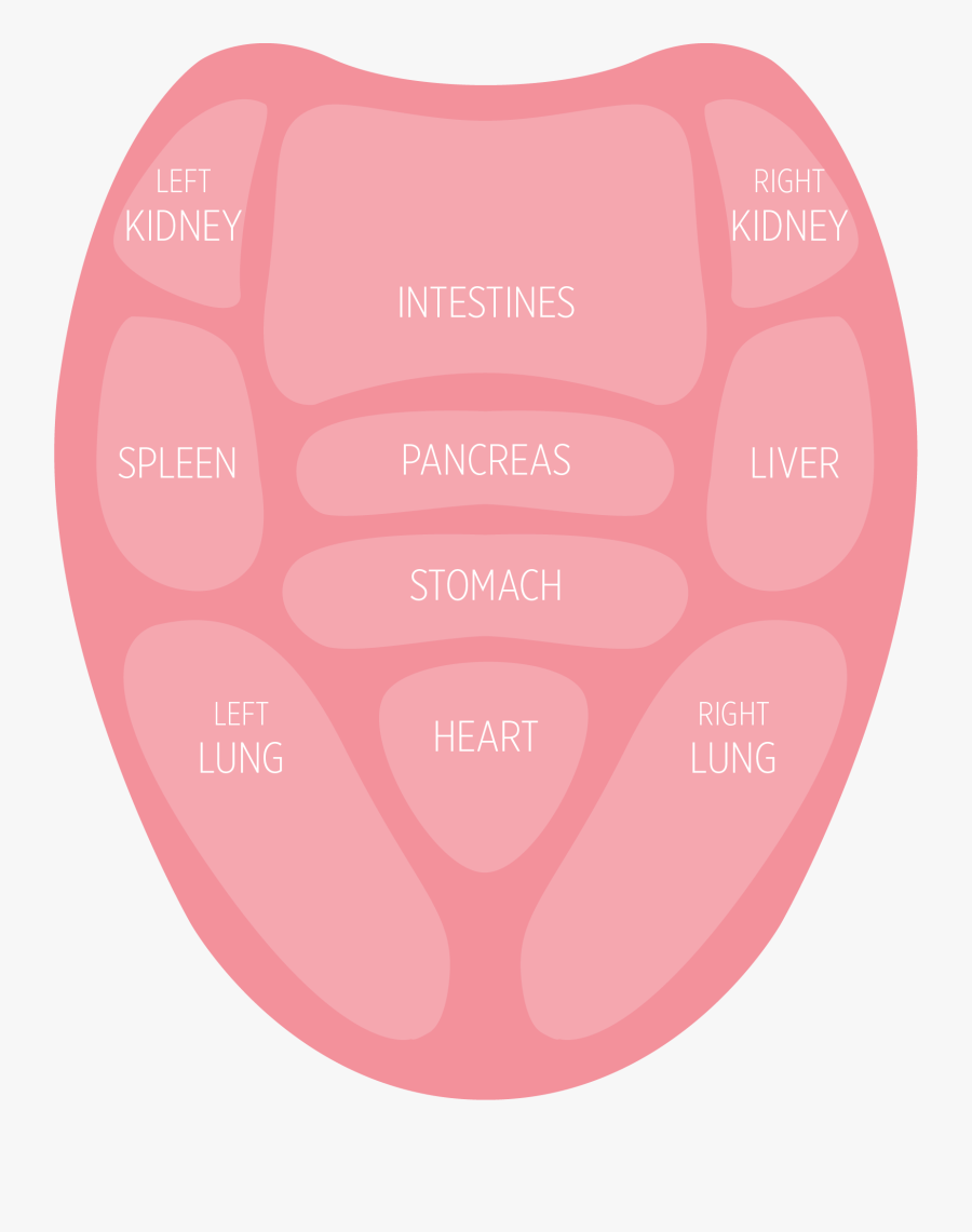 Tongue Organs - Illustration, Transparent Clipart