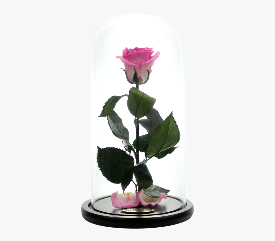 Garden Roses, Transparent Clipart