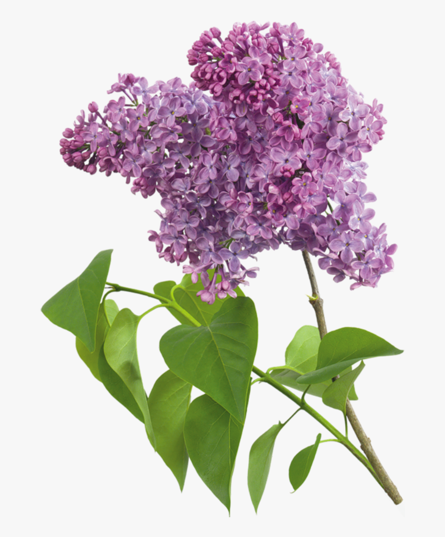 Transparent Lilac Clipart, Transparent Clipart