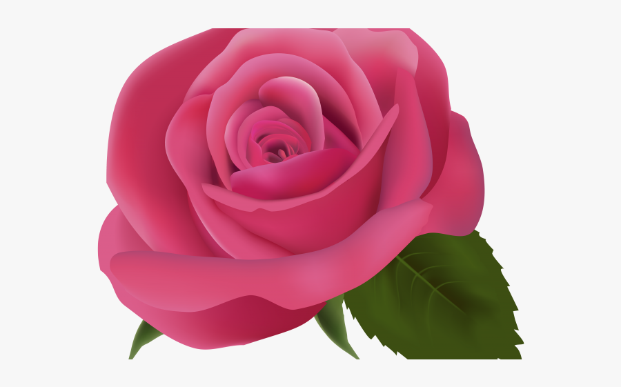 Transparent Background Rose Clipart, Transparent Clipart
