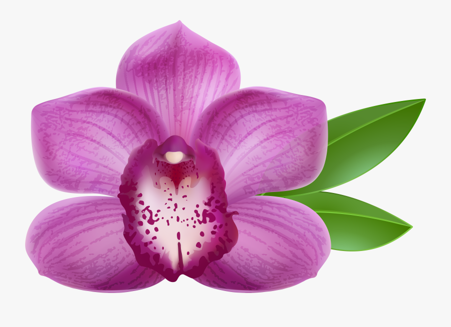 Orchid Flower Clip Art, Transparent Clipart