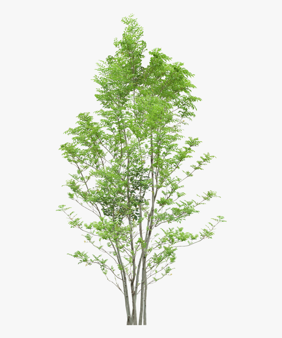 Tree Trees Png Download Free Clipart - Free Png Downloads Trees, Transparent Clipart