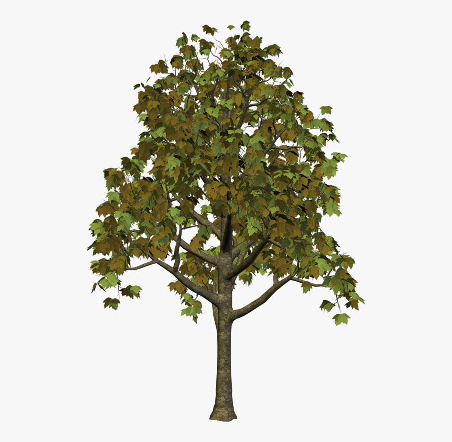 Free Clipart Images Trees - Arvore Rei Leao Png, Transparent Clipart