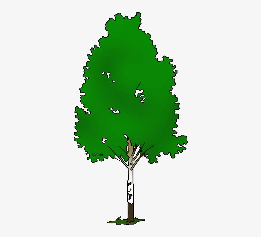 Birch Clipart Birch Tree - Birch Clipart, Transparent Clipart
