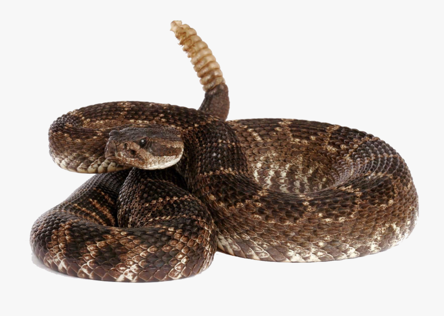 Rattlesnake Free Download Png - Rattlesnake Transparent, Transparent Clipart