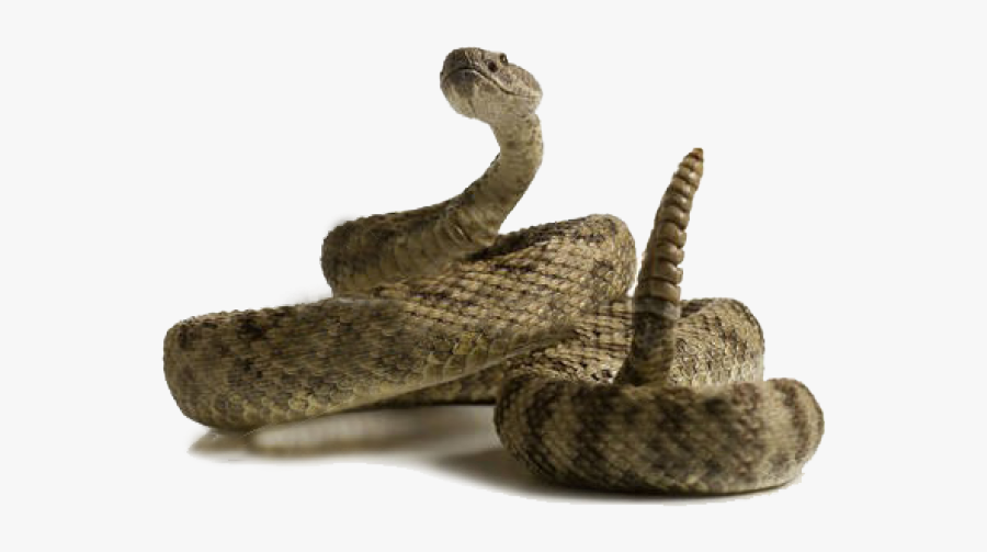 Rattlesnake Transparent, Transparent Clipart