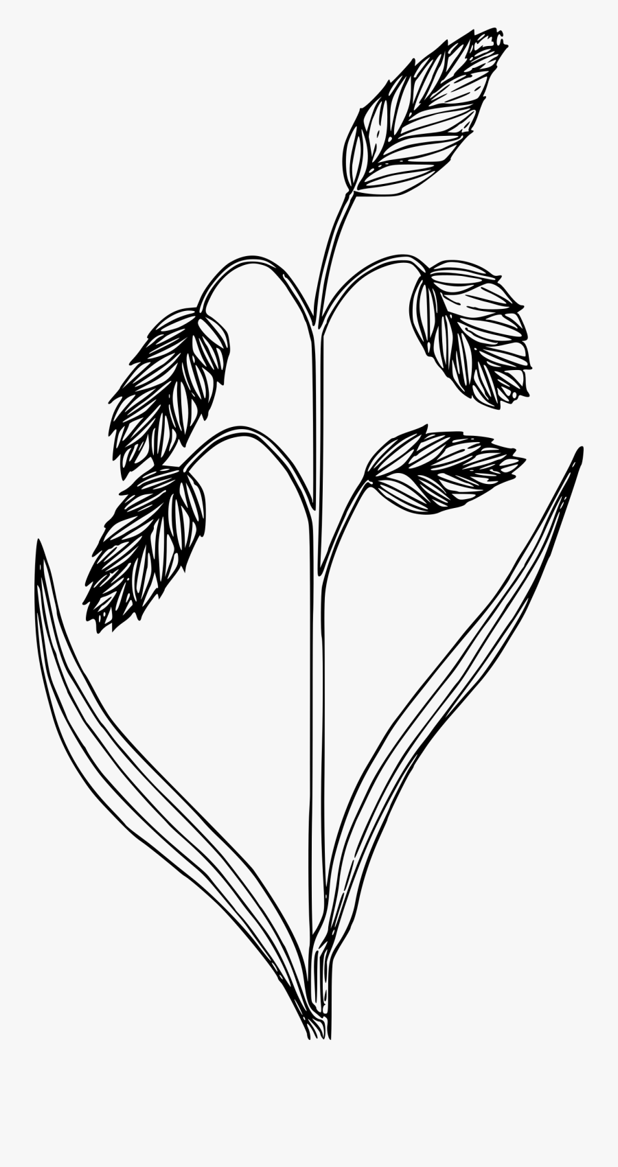 Rattlesnake Brome Grass Clip Arts - Bromus Briziformis, Transparent Clipart
