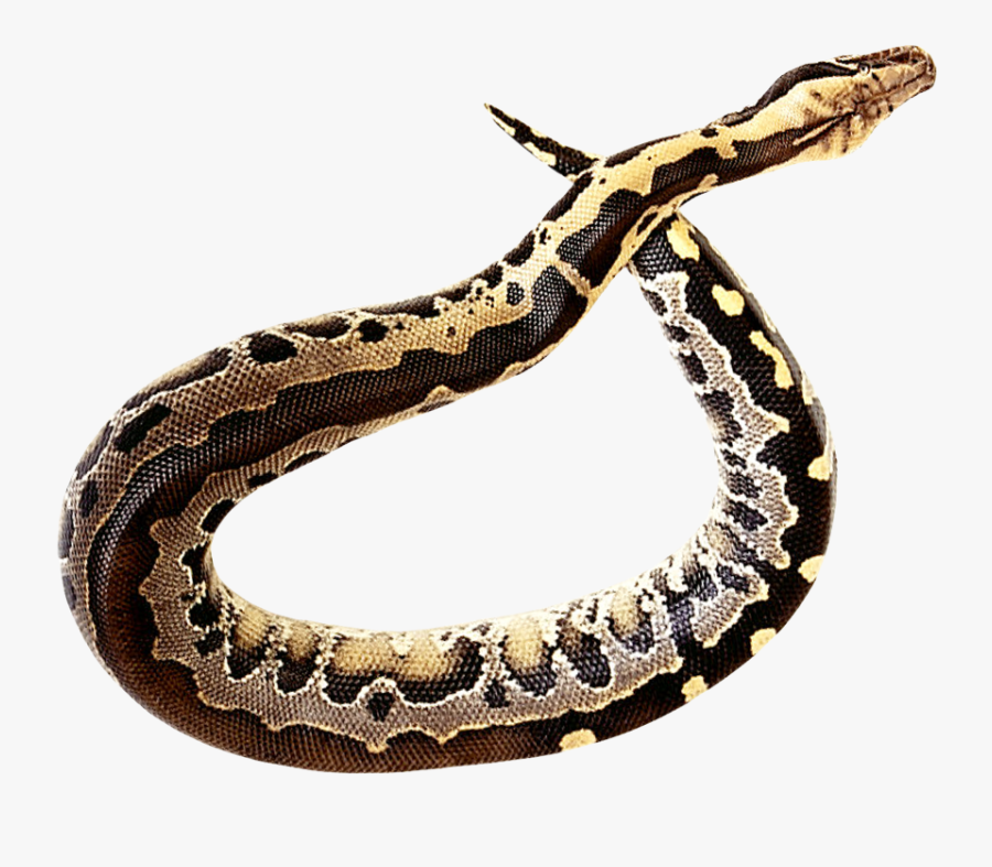 Rattlesnake Clip Art - Anaconda Png, Transparent Clipart