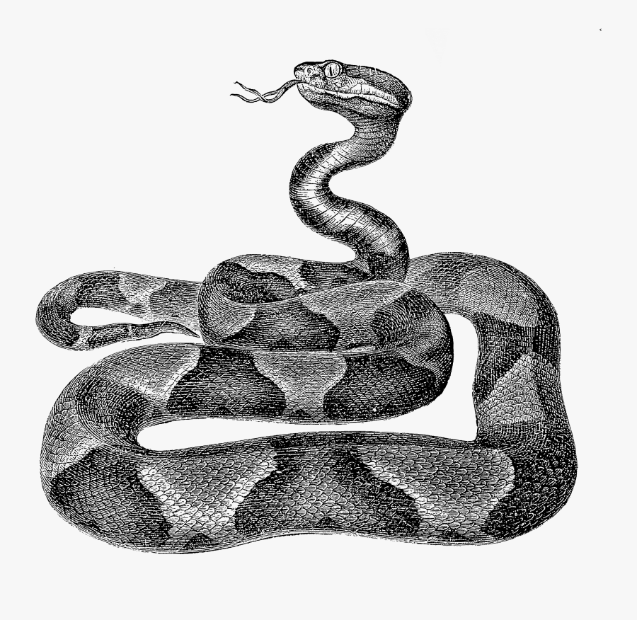 Rattle Snake Clip Art, Transparent Clipart