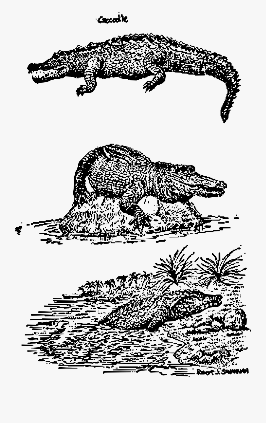 Crocodiles Clip Arts - Crocodiles, Transparent Clipart