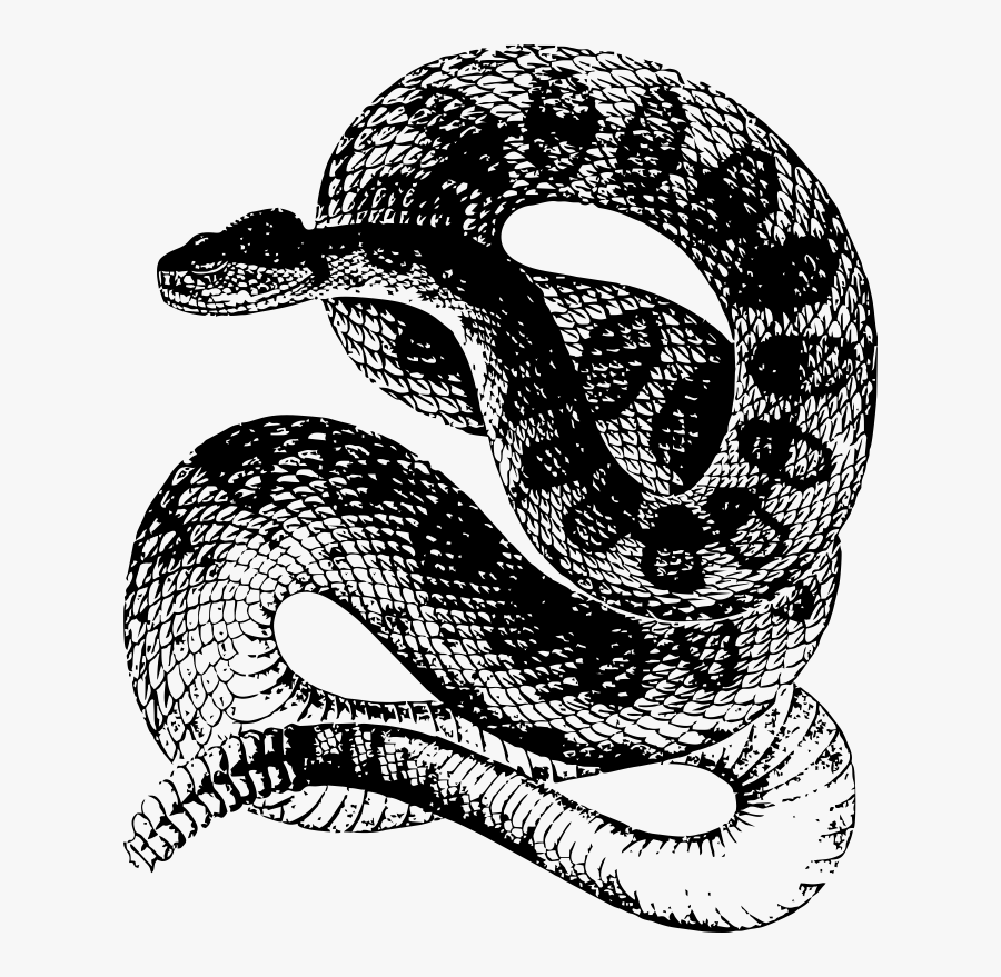 Rattlesnake Baby One Piece, Toddler T Shirt - Rattlesnake Illustration, Transparent Clipart