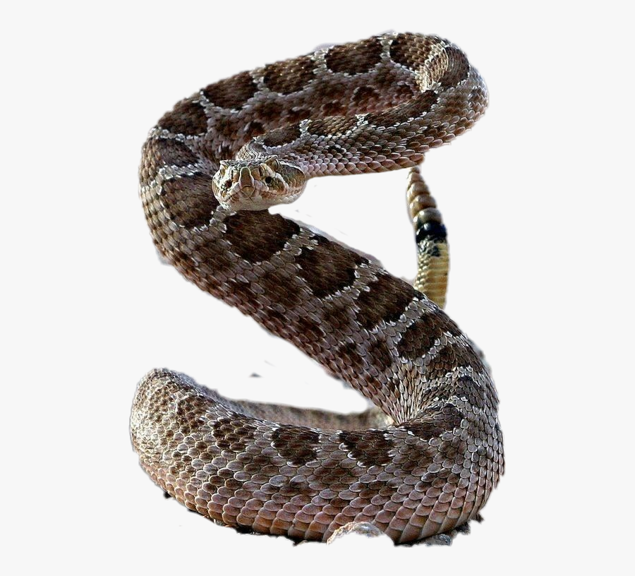 ##freetoedit #snake #reptiles #rattlesnake #desert - Pissed Off Bull Snake, Transparent Clipart