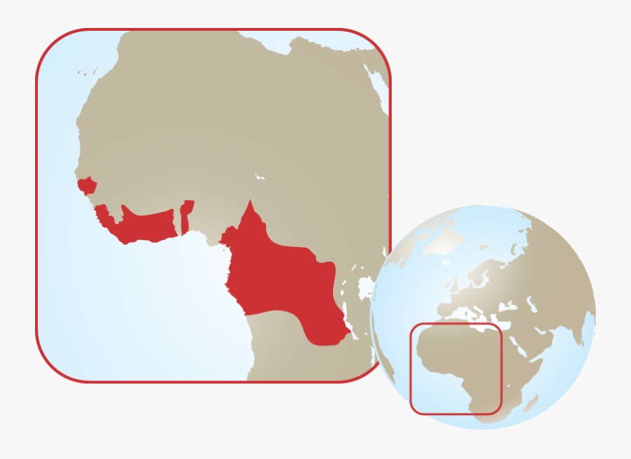 West African Slender Snouted Crocodile Range, Transparent Clipart