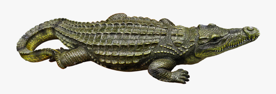 Caima Y Cocodrilo, Transparent Clipart