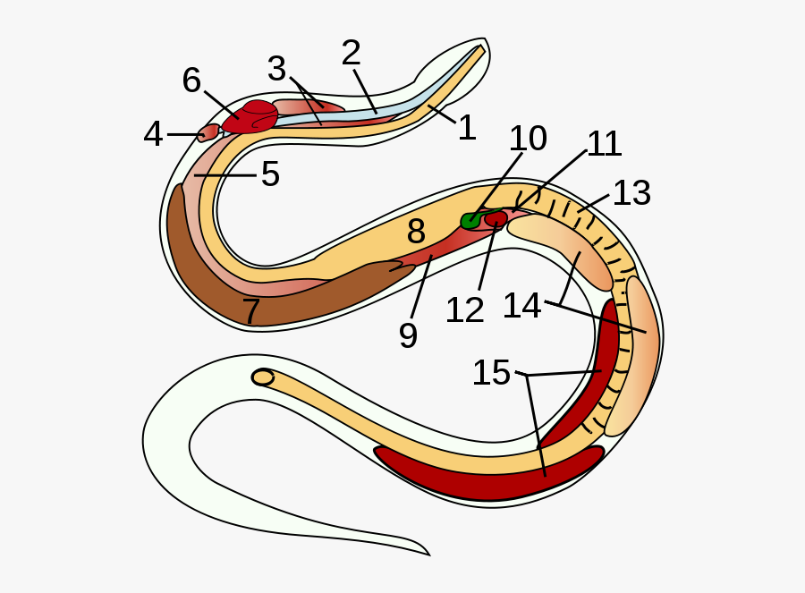 Snake Anatomy Unlabeled, Transparent Clipart