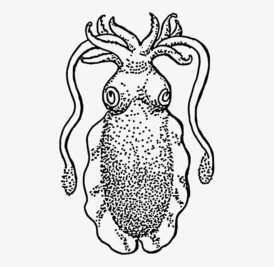 Cuttlefish Drawing, Transparent Clipart